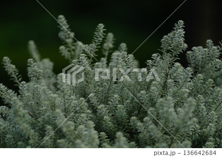 ウエストリンギア　（オーストラリアンローズマリー） 136642684