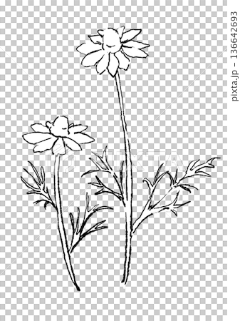Hand drawn line art illustration of blooming chamomile flowers Hand drawn line art illustration of blooming chamomile flowers 136642693