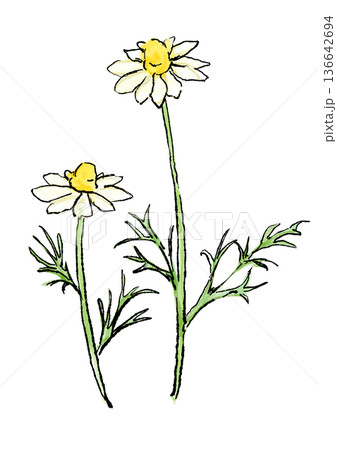 咲き誇るカモミールの花の手描きの線画と水彩イラスト 咲き誇るカモミールの花の手描きの線画と水彩イラスト 136642694
