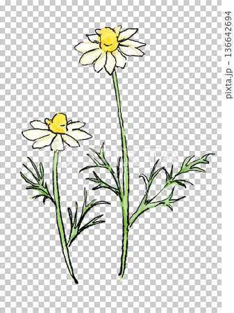 手繪線條水彩插圖，描繪了盛開的洋甘菊花。 136642694