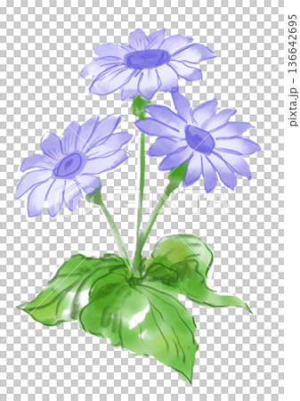 Hand-painted watercolor illustration of a blooming purple cineraria flower Hand-painted watercolor illustration of a blooming purple cineraria flower 136642695