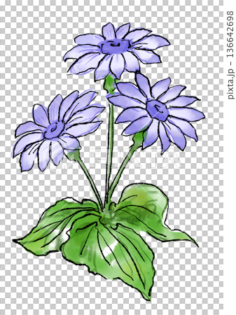 Hand drawn line and watercolor illustration of a blooming purple cineraria flower 136642698
