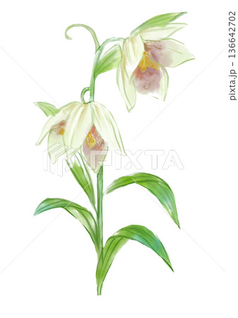 咲き誇るバイモの花の手描きの水彩イラスト 136642702