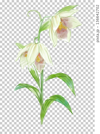 咲き誇るバイモの花の手描きの水彩イラスト 136642702