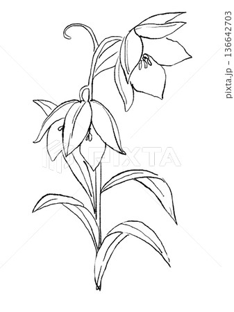 咲き誇るバイモの花の手描きの線画イラスト 136642703