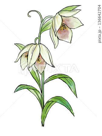 咲き誇るバイモの花の手描きの線画と水彩イラスト 136642704