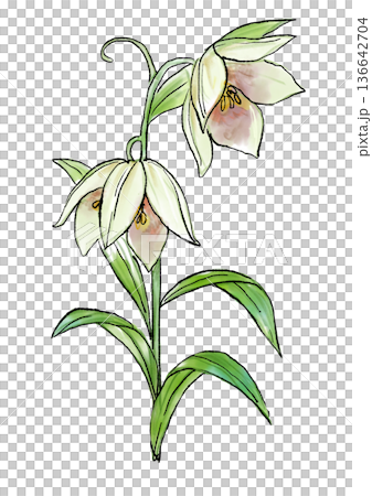 咲き誇るバイモの花の手描きの線画と水彩イラスト 136642704