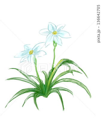 咲き誇るハナニラの花の手描きの水彩イラスト 咲き誇るハナニラの花の手描きの水彩イラスト 136642705
