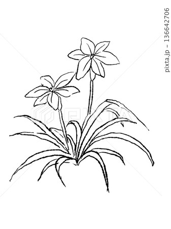 咲き誇るハナニラの花の手描きの線画イラスト 136642706