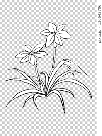 手繪線條畫，描繪了盛開的鈴蘭花。 136642706
