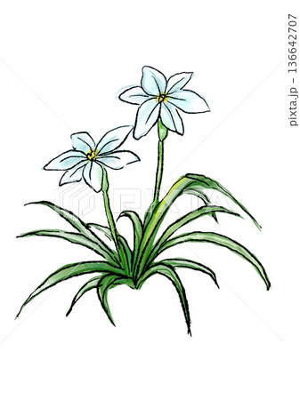 咲き誇るハナニラの花の手描きの線画と水彩イラスト 136642707
