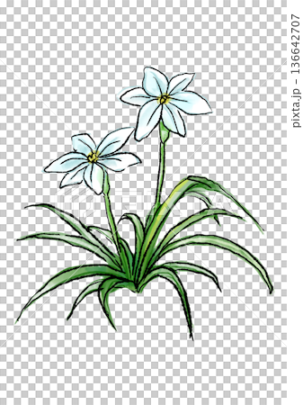 手繪線條水彩插圖，描繪了盛開的鈴蘭花。 136642707