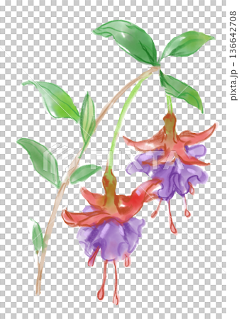 Hand-painted watercolor illustration of blooming red and purple fuchsia flowers Hand-painted watercolor illustration of blooming red and purple fuchsia flowers 136642708