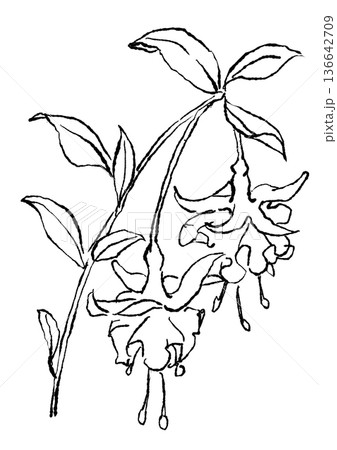 咲き誇るフクシアの花の手描きの線画イラスト 咲き誇るフクシアの花の手描きの線画イラスト 136642709
