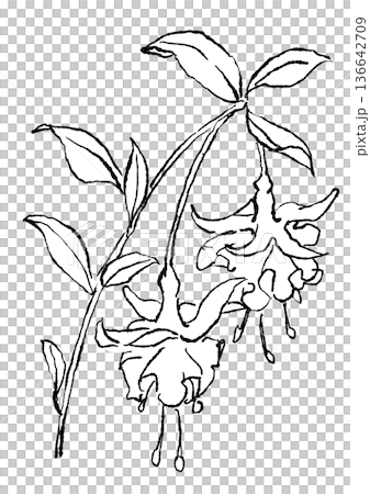 咲き誇るフクシアの花の手描きの線画イラスト 咲き誇るフクシアの花の手描きの線画イラスト 136642709