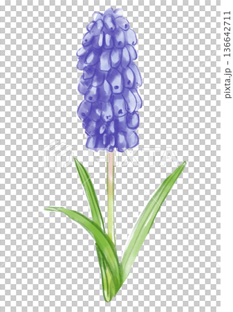 手繪水彩插畫，描繪了盛開的紫色風信子花。 136642711