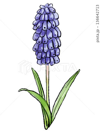咲き誇る紫のムスカリの花の手描きの線画と水彩イラスト 咲き誇る紫のムスカリの花の手描きの線画と水彩イラスト 136642713