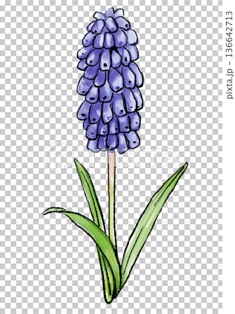 咲き誇る紫のムスカリの花の手描きの線画と水彩イラスト 咲き誇る紫のムスカリの花の手描きの線画と水彩イラスト 136642713