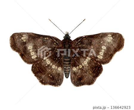 Beautifully Crafted Watercolor Image Of Moth Emphasizing Complex Wing Designs And Vintage Color Palette 136642923