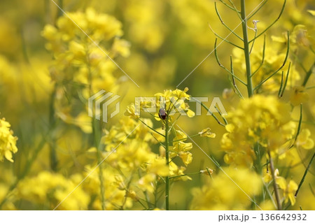 菜の花とテントウムシ 136642932