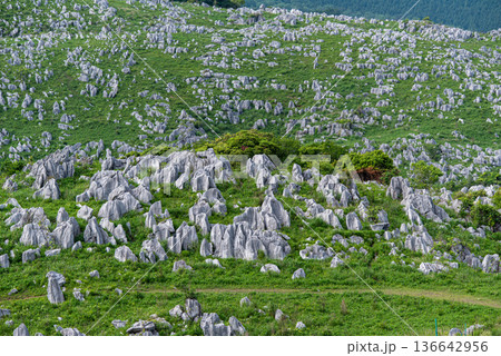 広大な秋吉台の全景 羊の群れのように見える白い岩と初夏の緑 広大な秋吉台の全景 羊の群れのように見える白い岩と初夏の緑 136642956