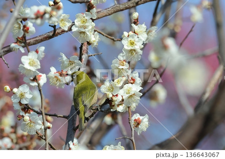 生き物　野鳥　メジロ、二月半ばの公園で。梅にメジロ、定番の春の写真です 136643067