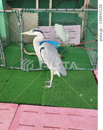 千葉県市川市にある野鳥病院で保護された「アオサギ」 136643128