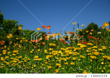 晴れの日のポピーの花畑 136643159