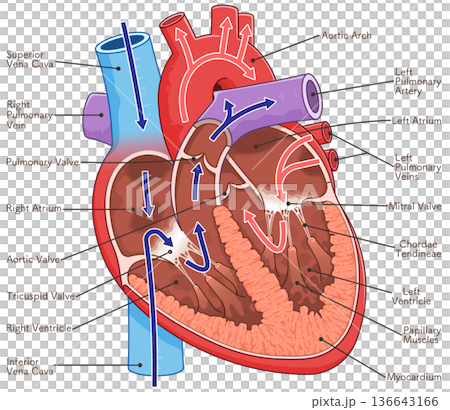 Illustration of a cross section of the heart Illustration of a cross section of the heart 136643166