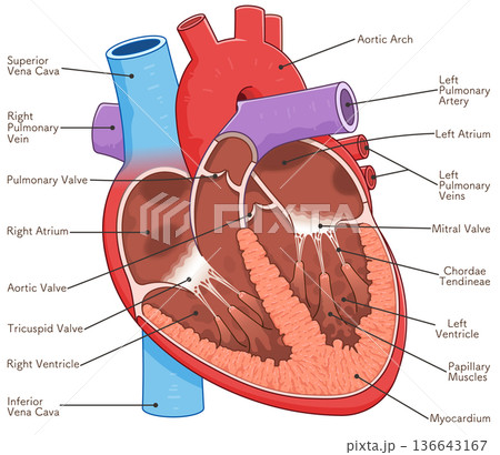 心臓の断面のイラスト Cross section of the heart 心臓の断面のイラスト Cross section of the heart 136643167