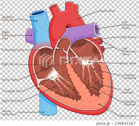 心臓の断面のイラスト Cross section of the heart 心臓の断面のイラスト Cross section of the heart 136643167