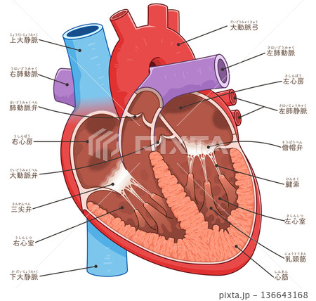 心臓の断面のイラスト Cross section of the heart 136643168
