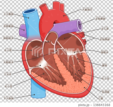 心臓の断面のイラスト Cross section of the heart 136643168