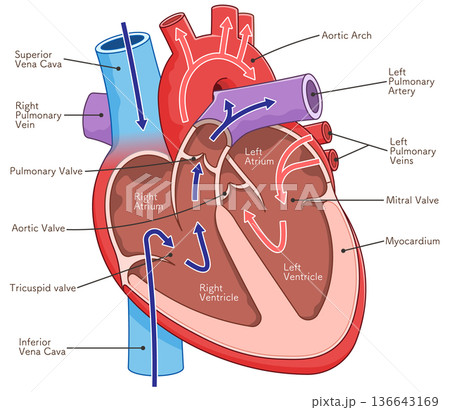 心臓の断面のイラスト Cross section of the heart 136643169
