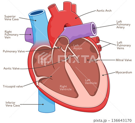 心臓の断面のイラスト Cross section of the heart 136643170