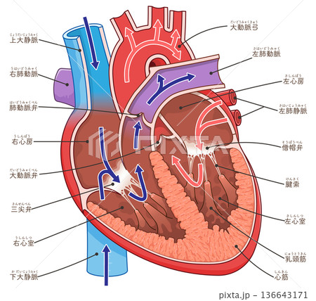 心臓の断面のイラスト Cross section of the heart 心臓の断面のイラスト Cross section of the heart 136643171