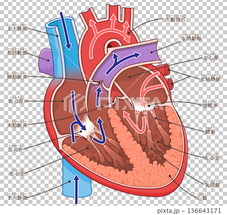 心臓の断面のイラスト Cross section of the heartのイラスト素材
