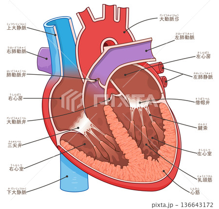 心臓の断面のイラスト Cross section of the heart 心臓の断面のイラスト Cross section of the heart 136643172