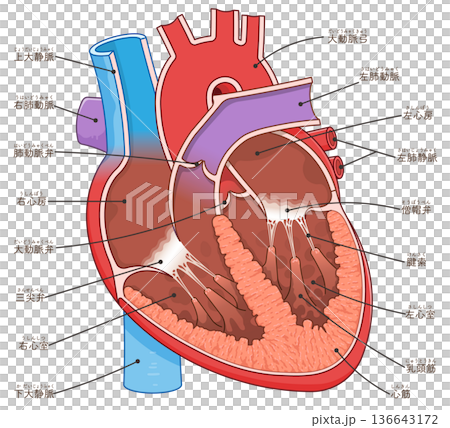 Illustration of a cross section of the heart Illustration of a cross section of the heart 136643172