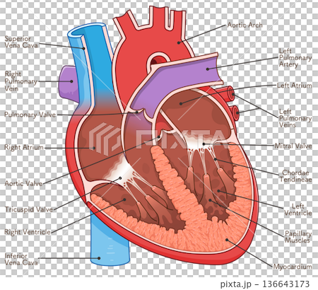 Illustration of a cross section of the heart Illustration of a cross section of the heart 136643173