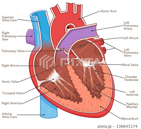心臓の断面のイラスト Cross section of the heart 心臓の断面のイラスト Cross section of the heart 136643174