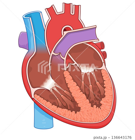 心臓の断面のイラスト Cross section of the heart 136643176