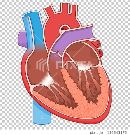 心臓の断面のイラスト Cross section of the heart 136643176