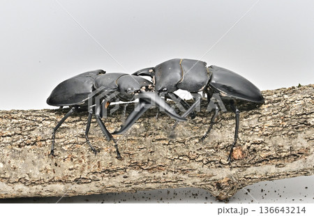 ツシマヒラタ ツシマヒラタ 136643214