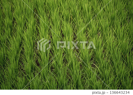 Rice Field Green agriculture ecosystem Asian rice paddy field Vietnam green farm. Harvest agriculture planting cultivation golden green rice terraces in organic farm with tropical natural sunrise. 136643234