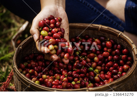 Coffee plant farm woman Hands harvest raw coffee beans. Ripe Red berries plant fresh seed coffee tree growth in green eco farm. Close up hands harvest red seed in basket robusta arabica plant farm. 136643270