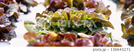 Banner fresh Red Oak Leaf Lettuce organic hydroponic vegetable plantation produce red salad hydroponic farm. Panorama red oak lettuce salad in Organic Farm. Salad farm vegetable with copy space Banner fresh Red Oak Leaf Lettuce organic hydroponic vegetable plantation produce red salad hydroponic farm. Panorama red oak lettuce salad in Organic Farm. Salad farm vegetable with copy space 136643271