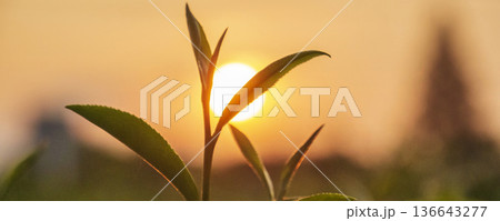 Banner Green tea tree leaves camellia sinensis organic farm sunlight. Panorama Fresh young tender bud herbal farm in morning. Banner Sunlight Green tea tree plant. Wide Green Tea Tree with copy space Banner Green tea tree leaves camellia sinensis organic farm sunlight. Panorama Fresh young tender bud herbal farm in morning. Banner Sunlight Green tea tree plant. Wide Green Tea Tree with copy space 136643277