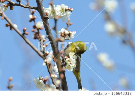 生き物　野鳥　メジロ、二月半ばの公園で。梅の花の蜜を舐める、梅に限らず色々な花の蜜が好き 136643338
