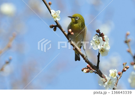 生き物 野鳥 メジロ、二月半ばの公園で。胸からお腹にかけての色の変化が美しい 生き物 野鳥 メジロ、二月半ばの公園で。胸からお腹にかけての色の変化が美しい 136643339